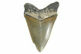 Serrated, Fossil Megalodon Tooth - North Carolina #346324-2
